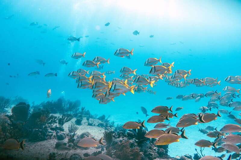 *4-Hour Roqueta Island Snorkeling, out of the Bay Experience - What Makes This Tour Stand Out?