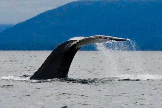 4 Hour Sitka Eco-Friendly Catch & Release Private Fishing Charter - FAQ