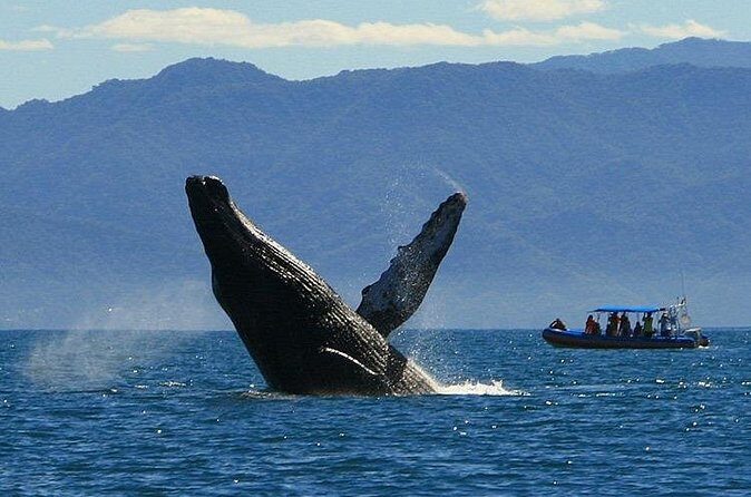 4-Hour Whale Watching Cruise in Puerto Vallarta - Who Is This Tour Best For?