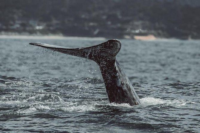 4 Hour Whale Watching Tour From Monterey - The Itinerary: What to Expect