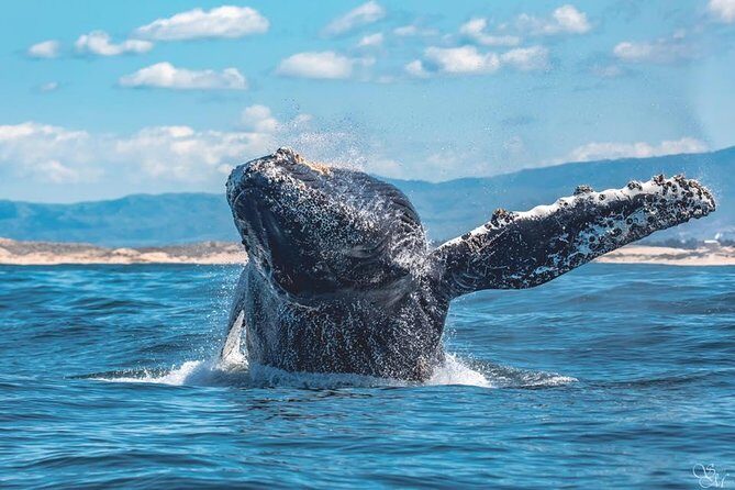 4 Hour Whale Watching Tour From Monterey - Final Thoughts: Is This Tour For You?