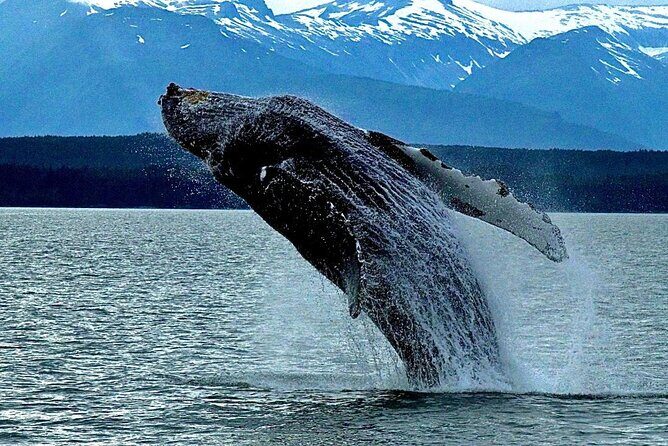4-Hour Wildlife and Coastal Tour in Juneau, Alaska - Key Points