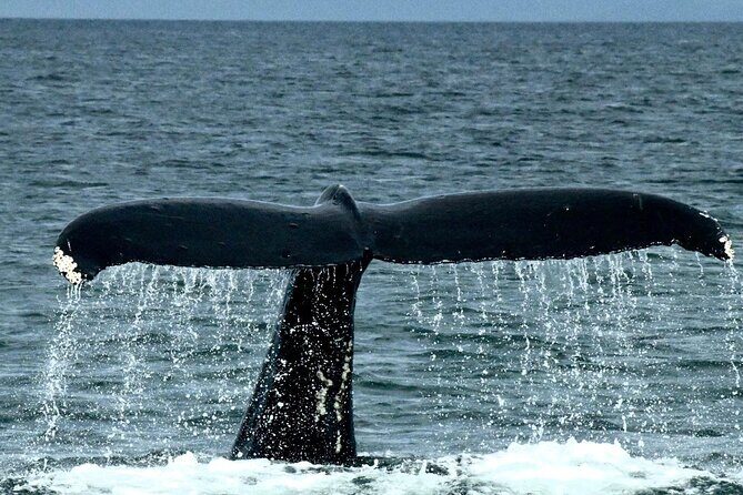 4-Hour Wildlife and Coastal Tour in Juneau, Alaska - The Itinerary in Detail