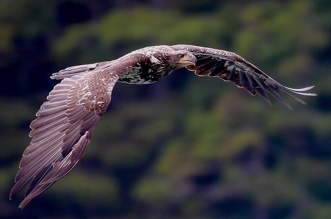 4-Hour Wildlife and Coastal Tour in Juneau, Alaska - Who Should Consider This Tour?