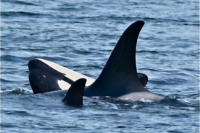 4-Hour Wildlife and Coastal Tour in Juneau, Alaska - FAQs