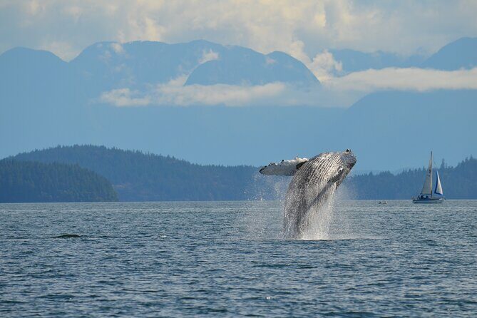 4 hour Zodiac Whale and Wildlife Tour - Key Points
