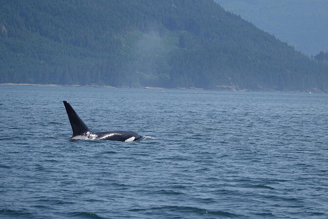 4 hour Zodiac Whale and Wildlife Tour - Frequently Asked Questions