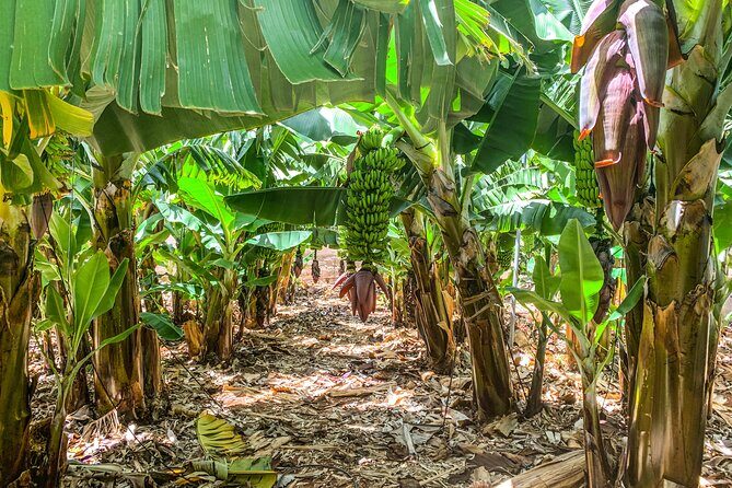 4 Hours Eco Safari Tour with Electric Car in Tenerife - FAQs