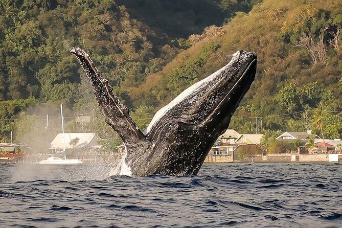 4 Hours of Humpback Whale Watching in Tahiti - Key Points