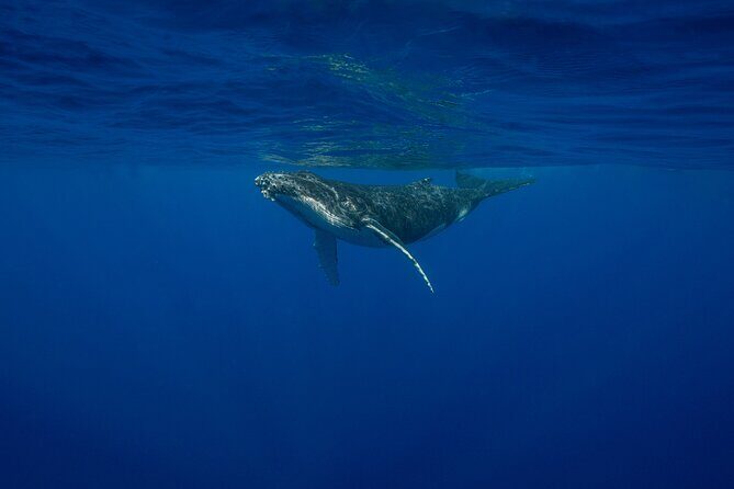 4 Hours of Humpback Whale Watching in Tahiti - What Makes This Tour Stand Out