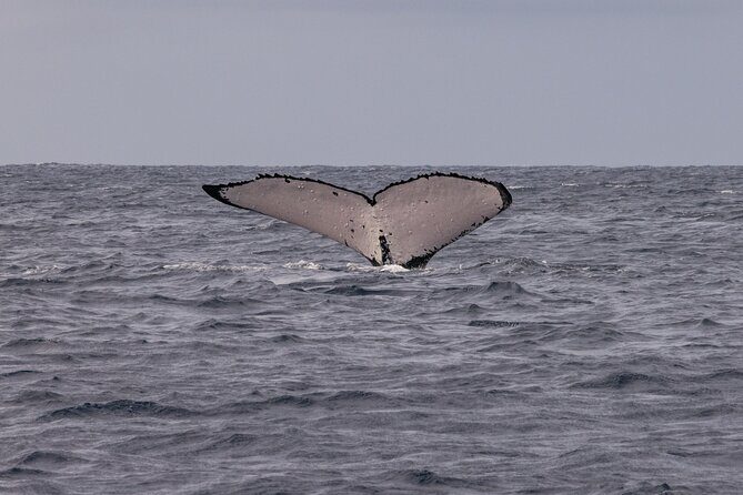 4 Hours of Humpback Whale Watching in Tahiti - What People Are Saying