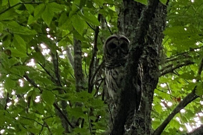 (4 HR) UTV ECO Elk Wilderness Adventure - The Ride and the Trail Experience