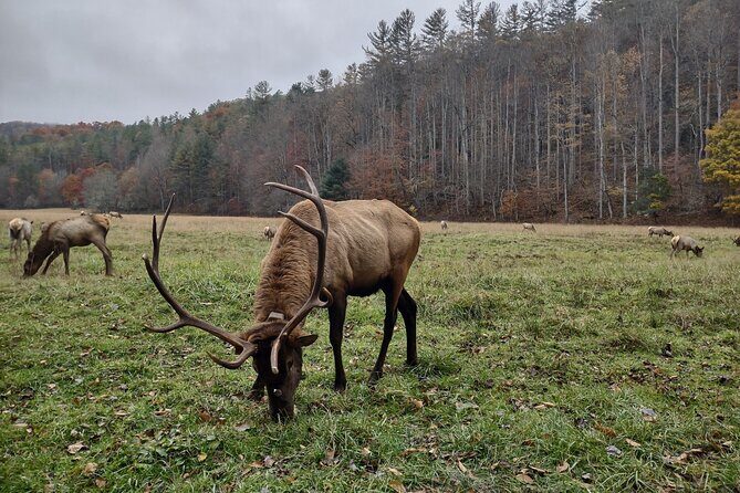 (4 HR) UTV ECO Elk Wilderness Adventure - What Reviewers Loved Most