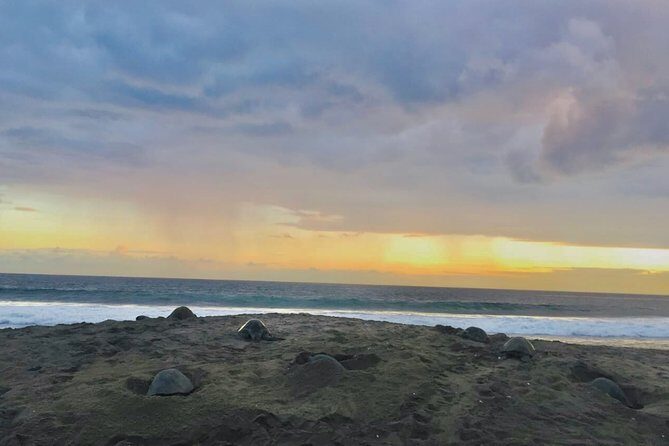 4 in 1 Tour - Mazunte, Cacao Factory, La Ventanilla National Park & Turtle Spawn - An In-Depth Look at What Youll Experience