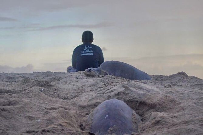 4 in 1 Tour - Mazunte, Cacao Factory, La Ventanilla National Park & Turtle Spawn - Final Thoughts: Is This Tour Worth It?