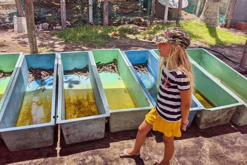 4-in-1 Tour - Mazunte, Cacao Factory & Turtle Spawn/Release - What Travelers Are Saying