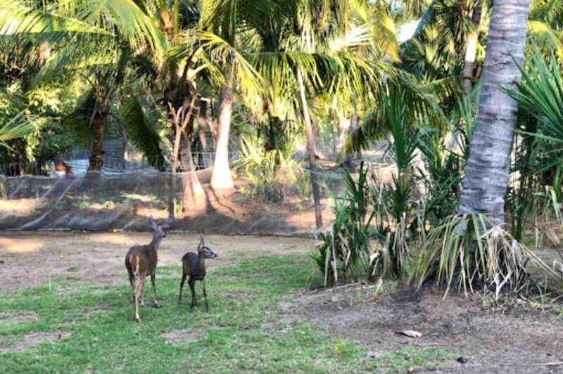 4-in-1 Tour - Mazunte, Cacao Factory & Turtle Spawn/Release - FAQ