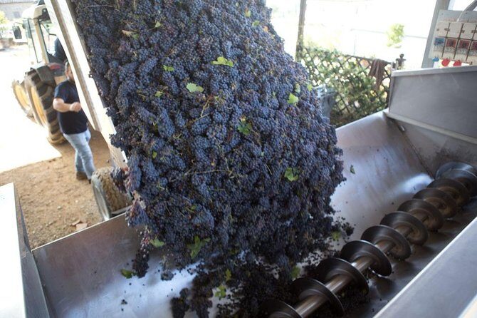 4 Wines Tasting with 2 Tuscan Cheeses & Tour at the winery - Who Would Love This Tour?