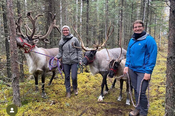 45 Minute Private Reindeer Tour - Introducing the 45 Minute Private Reindeer Tour in Fairbanks