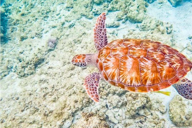 4H 42' Azimut Yacht All-Inclusive from Tulum & Playa del Carmen. - The Price & Overall Value