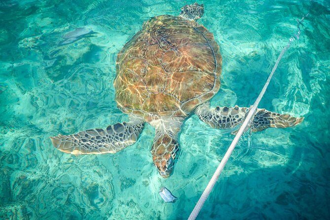 4H Lux 40' Catamaran All-Inclusive in Tulum and Playa del Carmen. - Who Should Consider This Tour?