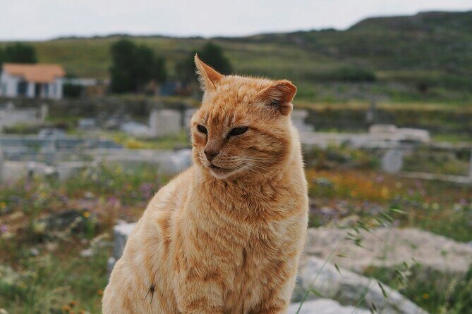 4Hours Mykonos Adventure Walk in Town & Minivan Countryside Tour - Frequently Asked Questions