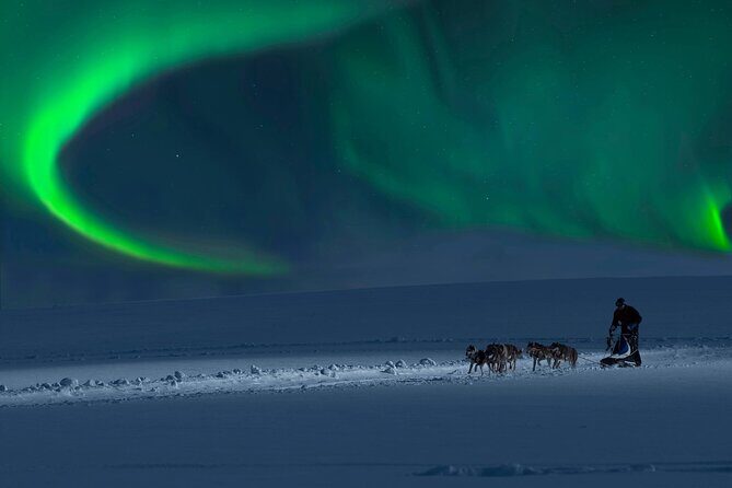 4hr Dog Sledding Tour under the Northern Lights - What’s the Experience Actually Like?