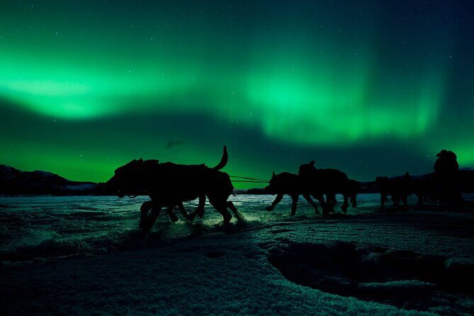 4hr Dog Sledding Tour under the Northern Lights - What Do Travelers Say?