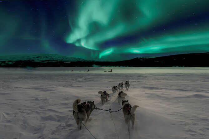 4hr Dog Sledding Tour under the Northern Lights - FAQ