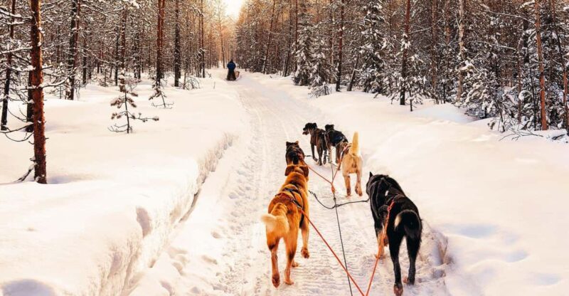 4hr Dog Sledding Trip on Finnmarksvidda - The nitty-gritty details