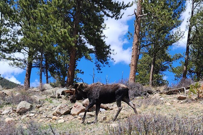 4WD Panoramic Peak Photo Tour in Estes Park - An In-Depth Look at the Tour Experience