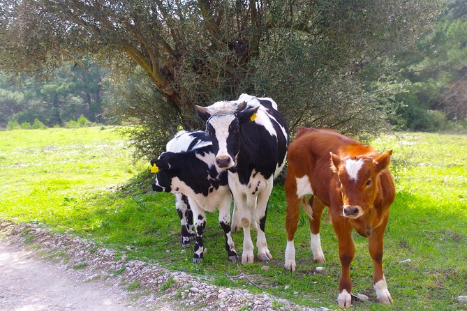 4x4 Buggy Adventures - Off-road Polaris Experience - The Driving Experience: What the Trail Feels Like