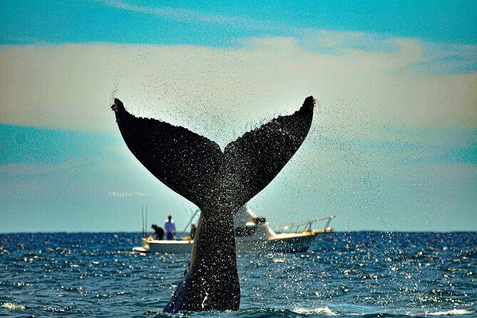 5-Day Baja Whale Safari: 2 Whale Species & Snorkeling Experiences - Who Is This Tour Best For?