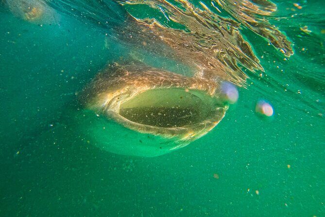 5-Day Baja Whale Safari: 2 Whale Species & Snorkeling Experiences - FAQ