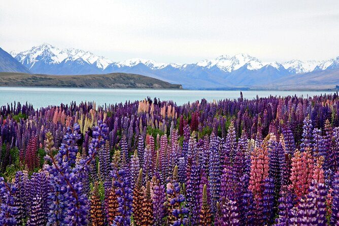 5-Day South Island Tour from Christchurch - Final Thoughts: Who Should Consider This Tour?