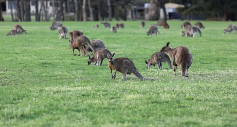 5 Days 4 Nights: Melbourne Package tour - Key Points