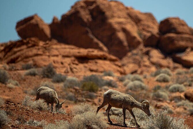 5 Hour Las Vegas Off-Road Secrets: Self Drive Jeep Adventure - Who Is This Tour Perfect For?