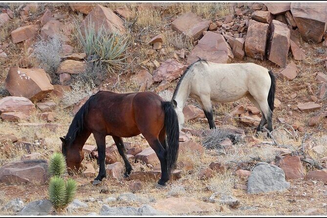5 Hour Las Vegas Off-Road Secrets: Self Drive Jeep Adventure - Final Thoughts