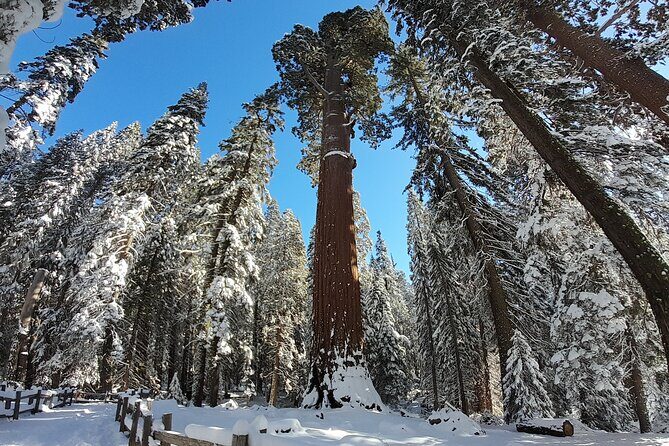 5-Star Rated Sequoia Winter Tour - Practical Details & Considerations