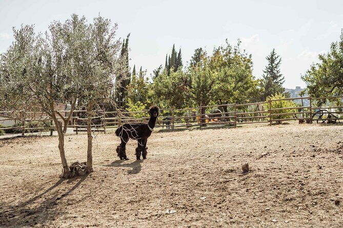 5 Wine Tastings in San Gimignano - FAQ