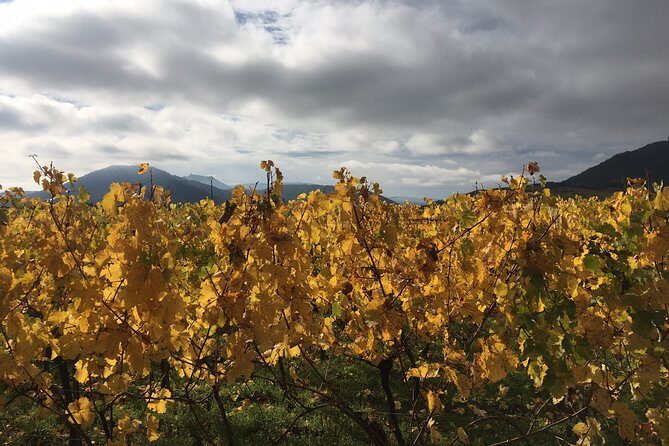 5H00 ALSACE PRIVATE TOUR-Castle, Villages, Wine, Friendly Driver - FAQ