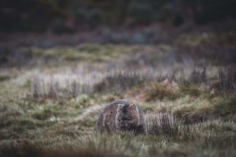 6 Day Tassie Tour Bundle: Island Icons - FAQ