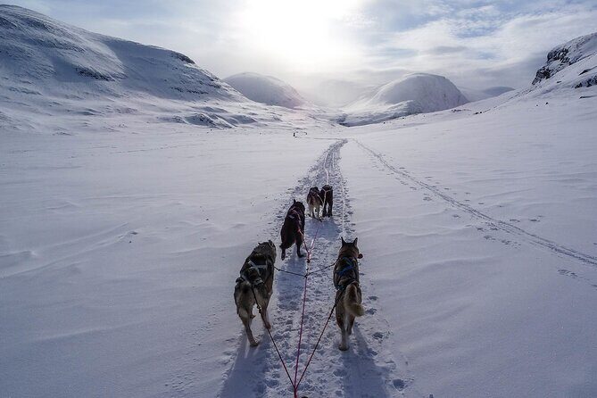 6 Day Winter Wonderland Tour in Yellowstone National Park - Key Points