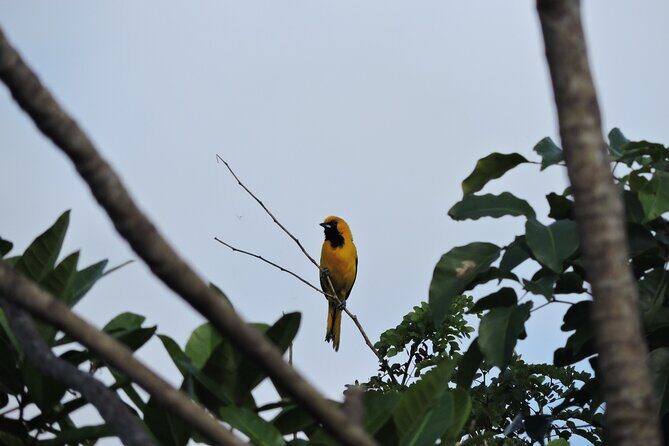 6-Hour Birdwatching Ruta de los Cenotes Playa del Carmen - Key Points
