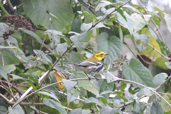6-Hour Birdwatching Ruta de los Cenotes Playa del Carmen - Who Would Enjoy This Tour
