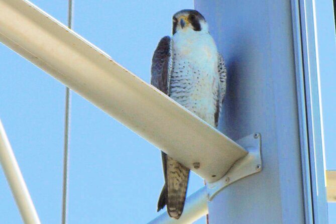 6 hour boat tour navegating through the Islands of Ria Formosa National Park - Who Is This Tour Best Suited For?