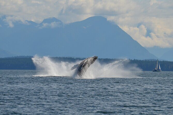 6 hour Covered Boat Whale Watching Tour - The Final Word: Who Should Consider This Tour?