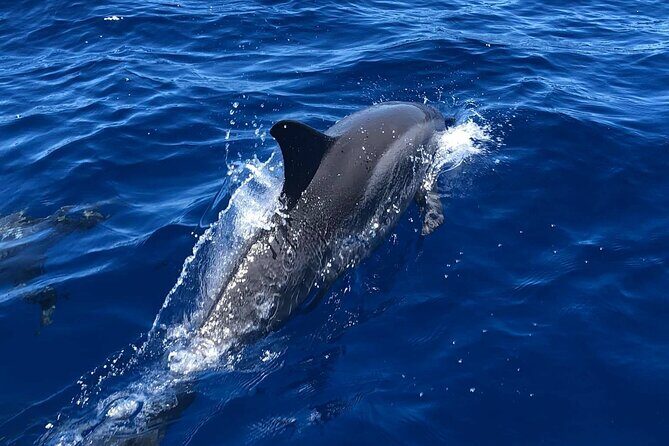 6 Hour Private Charter in Kona - What to Expect from a 6-Hour Private Kona Charter