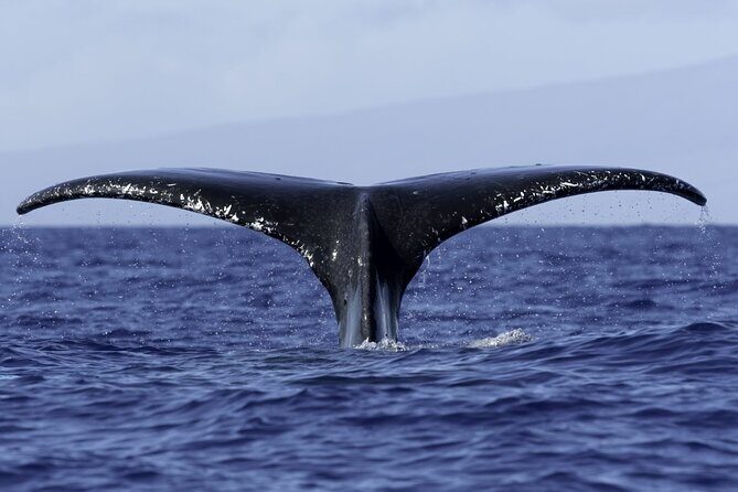 6 Hour Private Charter in Kona - Is This Tour Worth the Price?