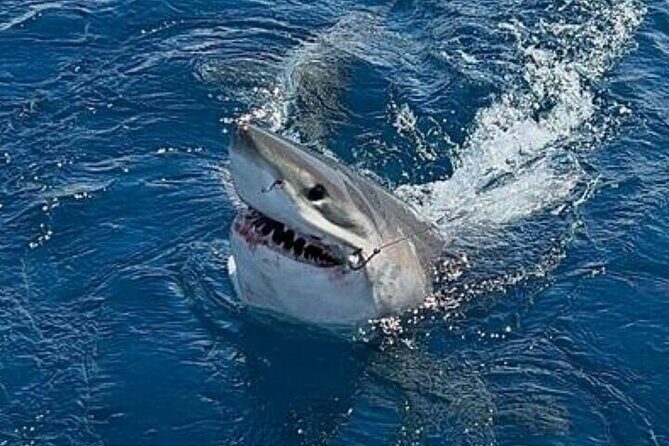 6-Hour Private Sportfishing Charter in Fort Lauderdale - Practicalities and Considerations